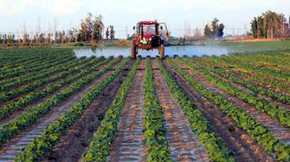 江蘇有機肥與化肥配施顯奇效