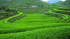 有機生態農業還原農業生態本質