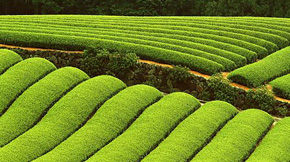 只有創新生產技術才能推動有機農業發展