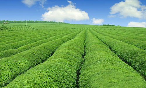 有機肥產業發展的方向