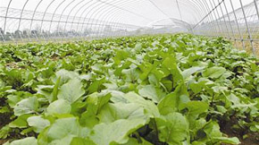 有機肥代替化肥,武漢產循環農業菜出口加拿大