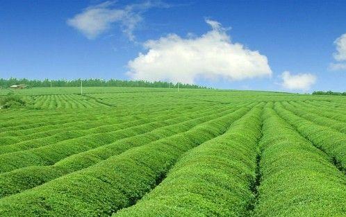 Cʡ_h(chung)B(ti)ѭh(hun)l(f)չģʽGɫl(f)չģʽ