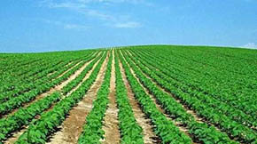 ЙCʣr(nng)I(y)Gɫl(f)չ