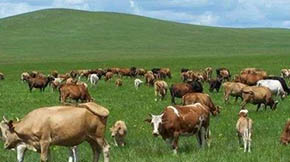 r(nng)I(y)r(nng)岿SYԴ߷Ҏ(gu)