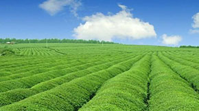 ɽ|RѭhģʽMBֳaIGɫɳmlչ