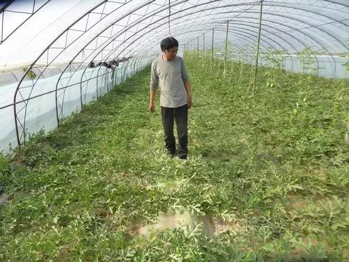 農(nóng)業(yè)農(nóng)村部:禁止畜禽糞直接還田,全國立即嚴(yán)查!