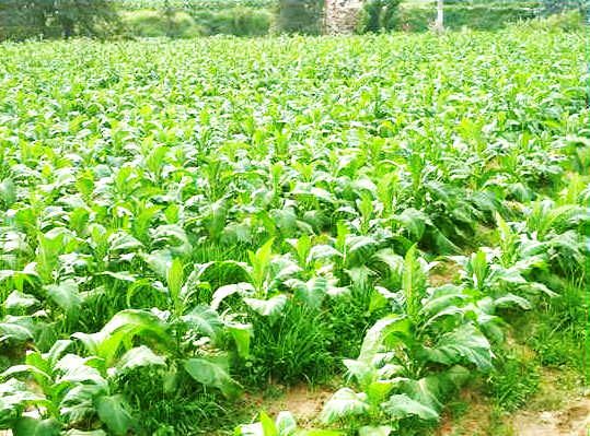 重慶持續(xù)開展農(nóng)業(yè)面源污染防治 全市化肥和農(nóng)藥使用總量分別連續(xù)5年和10年遞減