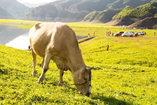 ݼSYԴЙCʵȾGɫĿՈaN