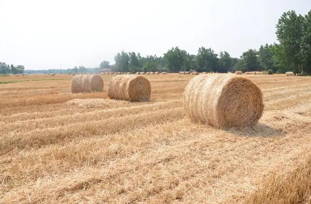 “廢料”變“肥料”助力綠色農業發展