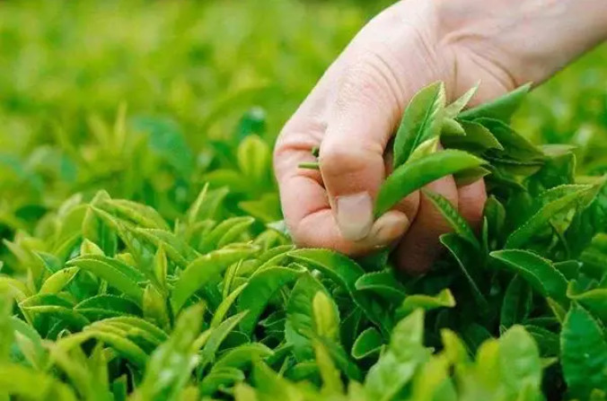 【行業】畜禽糞便資源化循環利用的經驗分享