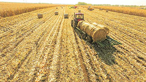 秸稈深加工串起綠色產業鏈