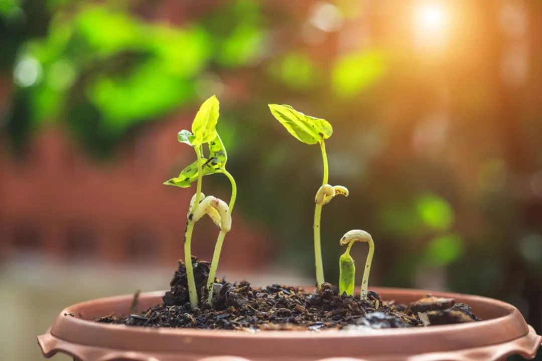 2000萬噸!我國有機肥市場需求巨大!