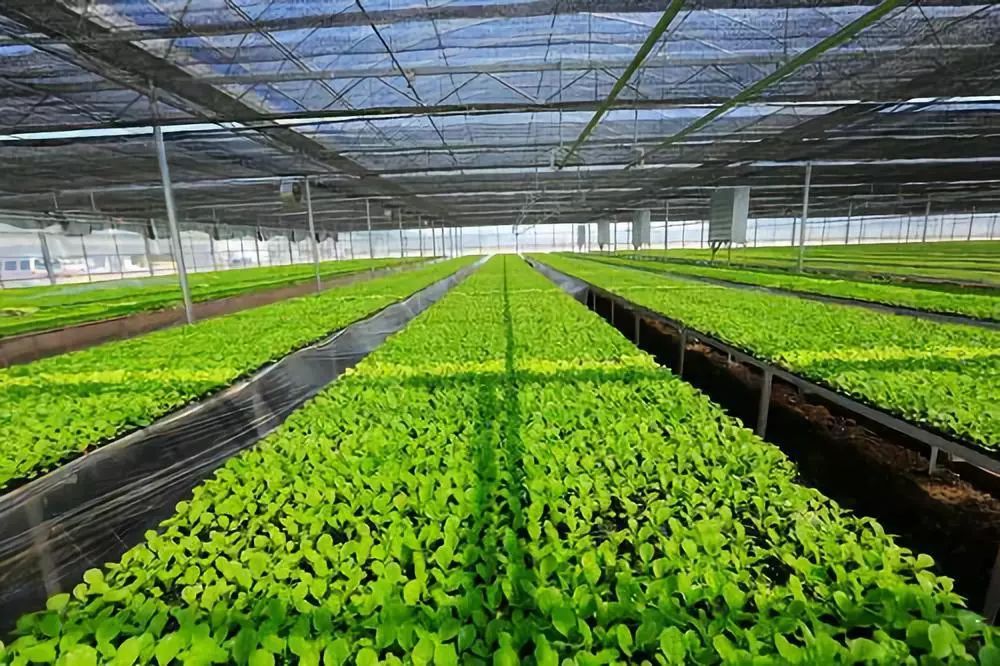 青海春耕生產完成,有機肥施用面積達300萬畝