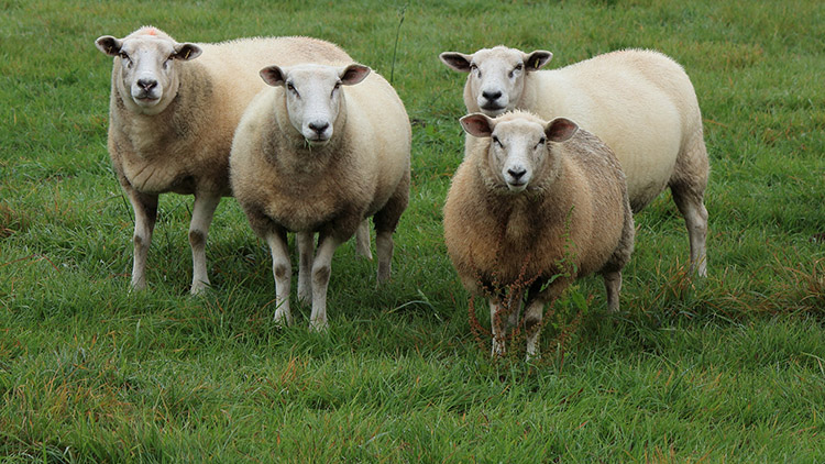 羊糞有機(jī)肥生產(chǎn)線工藝及發(fā)酵過(guò)程