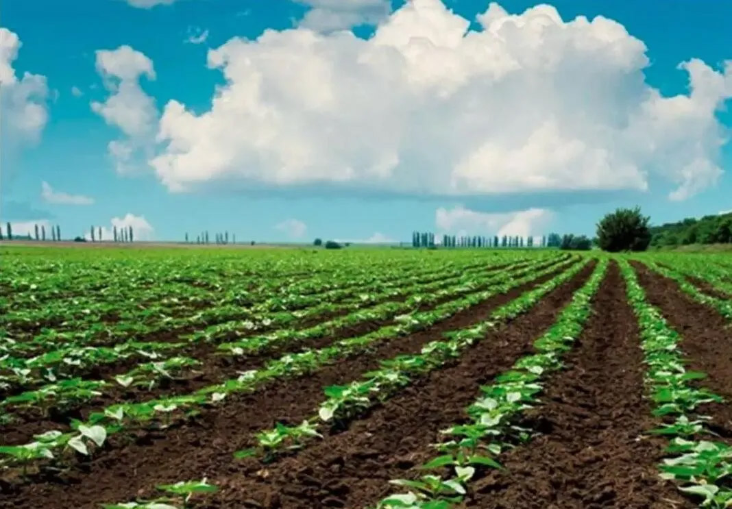 玩轉生態有機肥 珍稀果蔬寒地出