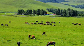 農(nóng)業(yè)部關(guān)于進(jìn)一步加快畜禽糞污資源化利用的政策解析