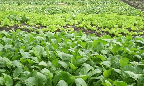 有機(jī)肥效果不好?有機(jī)肥設(shè)備廠家通達(dá)重工為你總結(jié)原因!