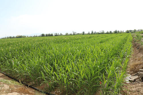 國家六項政策力挺有機肥替代化肥