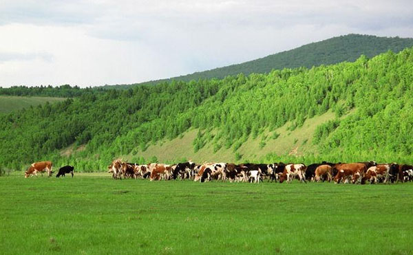 牛糞有機肥成套設備多少錢?