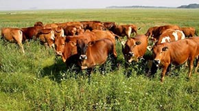 如何用牛糞做有機(jī)肥