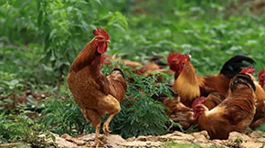 雞糞如何發酵有機肥?