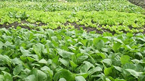 羊糞有機肥生產線工藝流程介紹