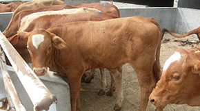 ţSӹЙCҪʲôC