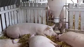 Biô̎S۵ģ@ЩֵÌW