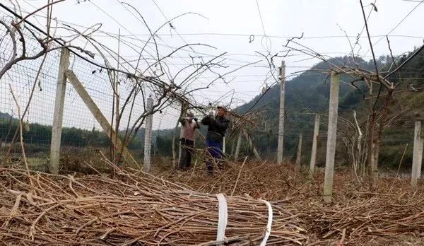 果樹(shù)廢枝可做成很好的有機(jī)肥