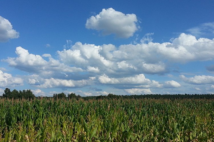 有機(jī)肥廠生產(chǎn)的商品有機(jī)肥和農(nóng)村自制糞肥的區(qū)別在哪里?