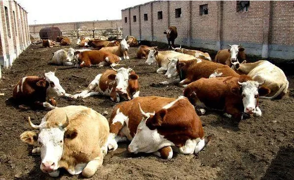 B(yng)ţSǧfeyӣд;