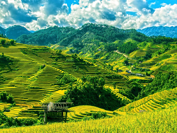 有哪些方法可以補充土壤中的有機質