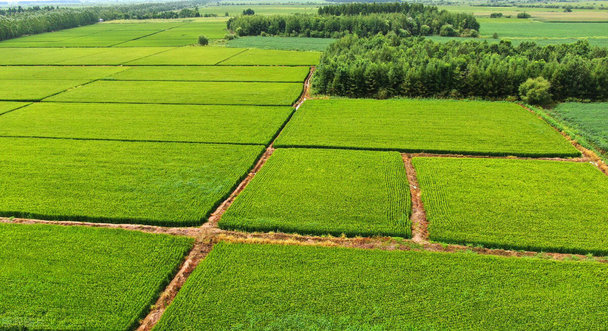 生物菌肥,有機肥,復合肥怎樣搭配使用效果才好?