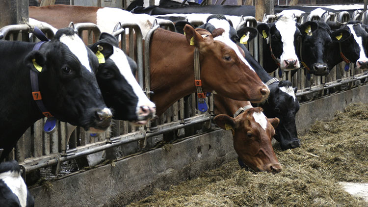 牛糞怎么處理?給你支招!